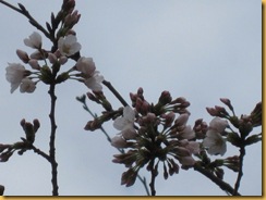 3.23桜