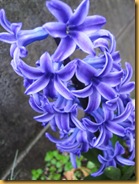 ヒヤシンス青紫