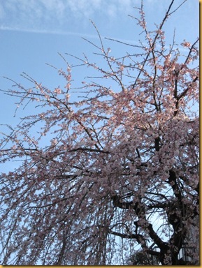 町内の枝垂れ桜